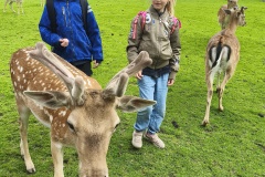 Park-Lesnych-Niespodzianek-